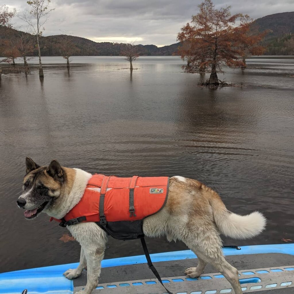 Dog on a stand up paddle board in lake Ocoee.