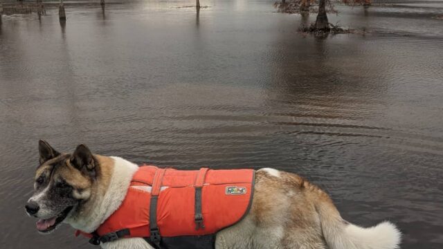 Dog on a stand up paddle board in lake Ocoee.