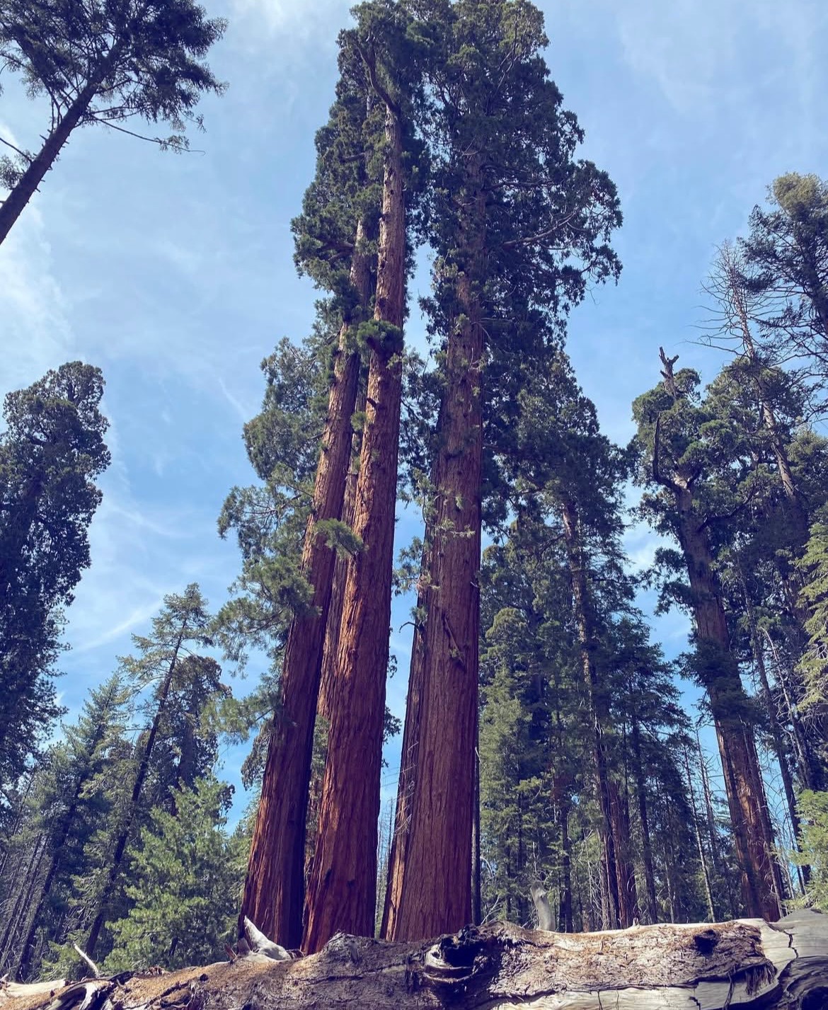 sequoia national forest trail of one hundred giant 100 giants