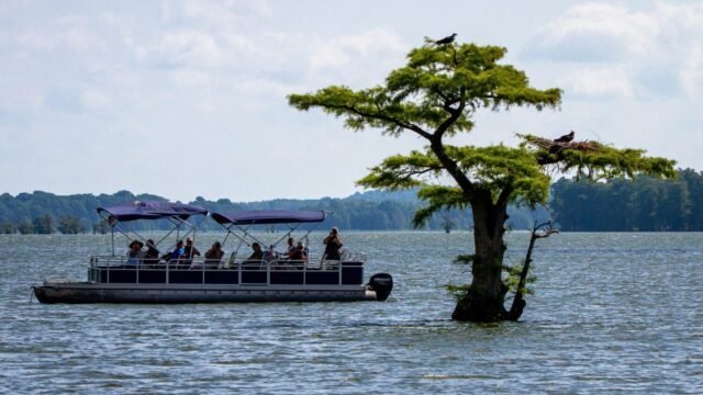 A pontoon boat full of people next to a tree in the middle of Lake Isabella.