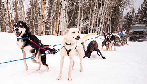 Sled dogs smiling.