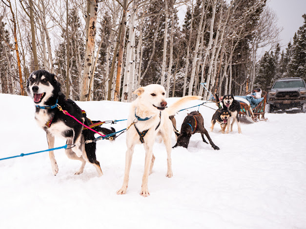 Sled dogs smiling.