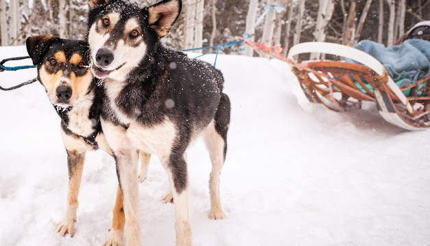 Two husky dogs smiling in front of a sled.