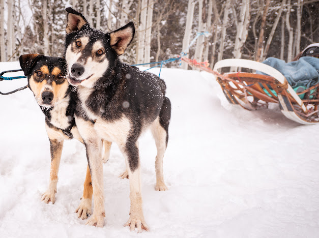 Two husky dogs smiling in front of a sled.