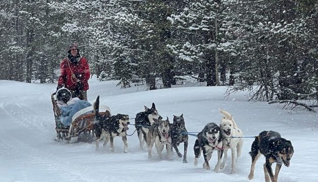 Sled dogs running while pulling a sleigh.