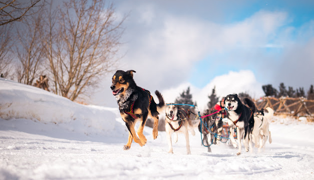 Sled dogs running while pulling a sleigh.