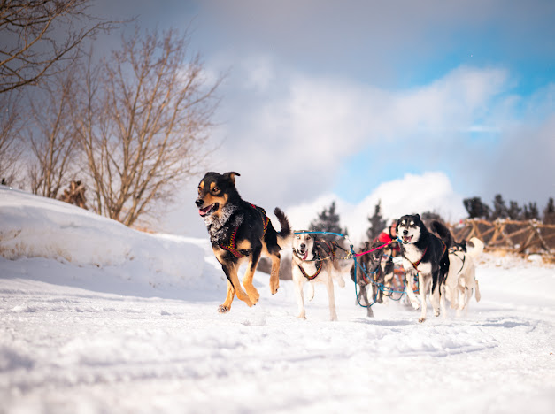 Sled dogs running while pulling a sleigh.