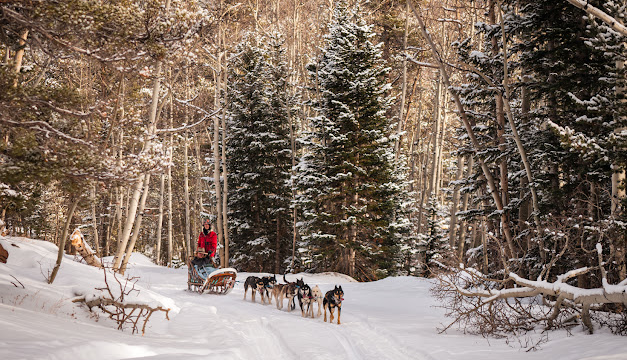 Sled dogs turning a corner while pulling a sleigh.