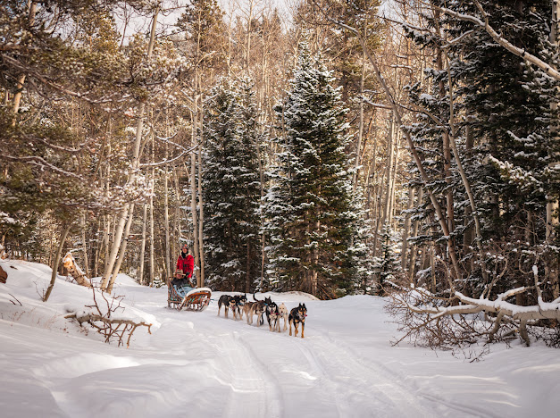 Sled dogs turning a corner while pulling a sleigh.