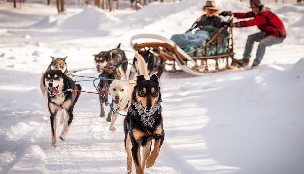 Sled dogs turning a corner while pulling a sleigh.