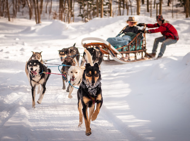Sled dogs turning a corner while pulling a sleigh.