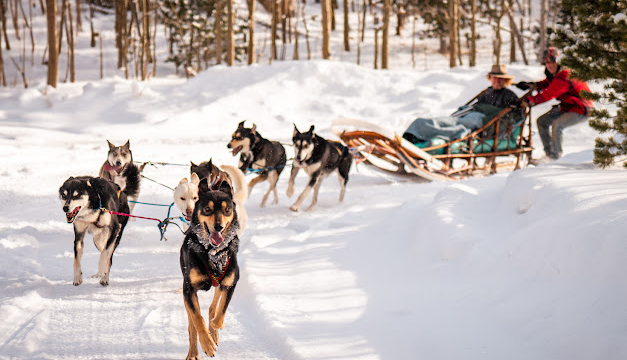 Sled dogs turning a corner while pulling a sleigh.