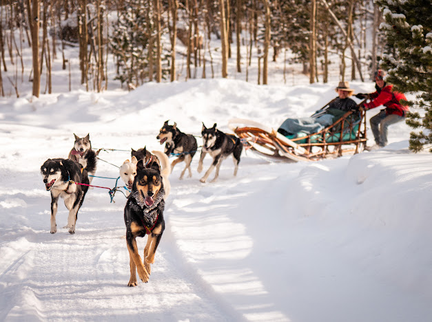 Sled dogs turning a corner while pulling a sleigh.