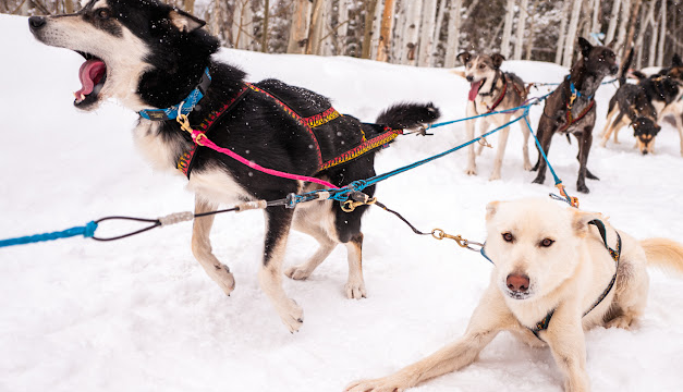 Sled dogs barking.