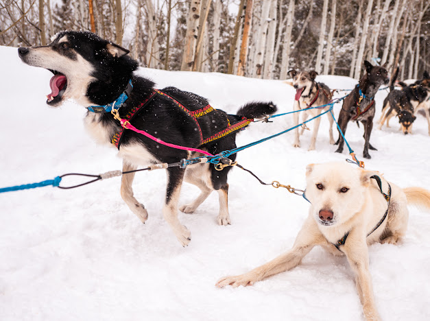 Sled dogs barking.