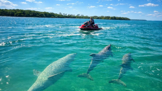 dolphin