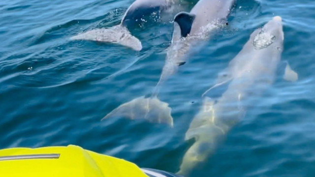Three dolphins in front of a yellow jet ski.