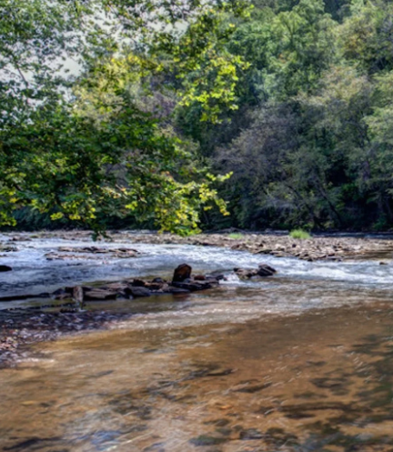 A view of Chestatee river from shore.