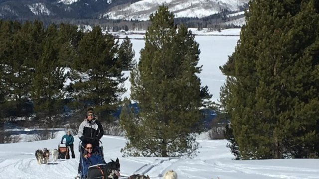 Mountain Paws Dog Sled Tours