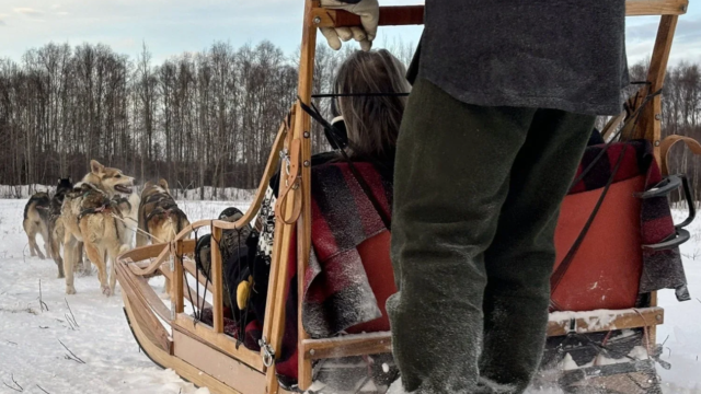 Colorado dog sledding in Silverthorne.