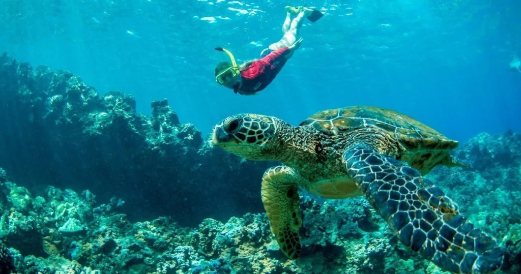 Sea Maui